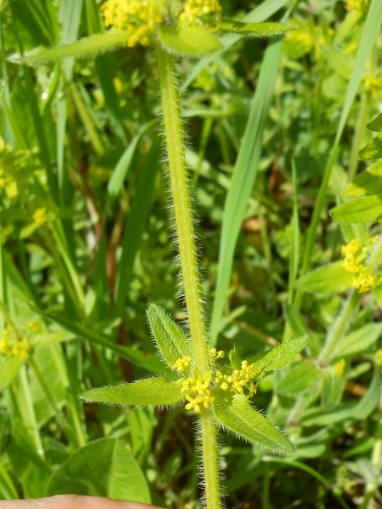 Cruciata laevipes